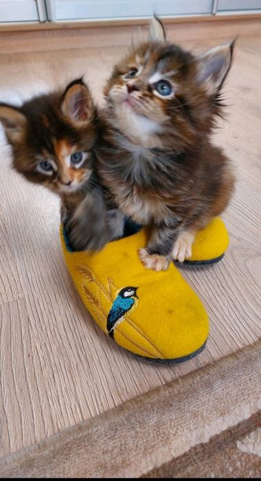 Мейн кун.Мейнкунята дівчата