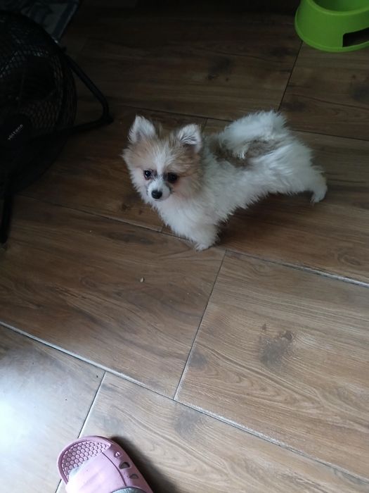 Szczeniak do sprzedania