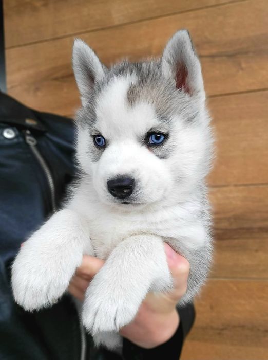 Sunia Ice Queen niebieskooka szczenie Siberian Husky zkwp fci