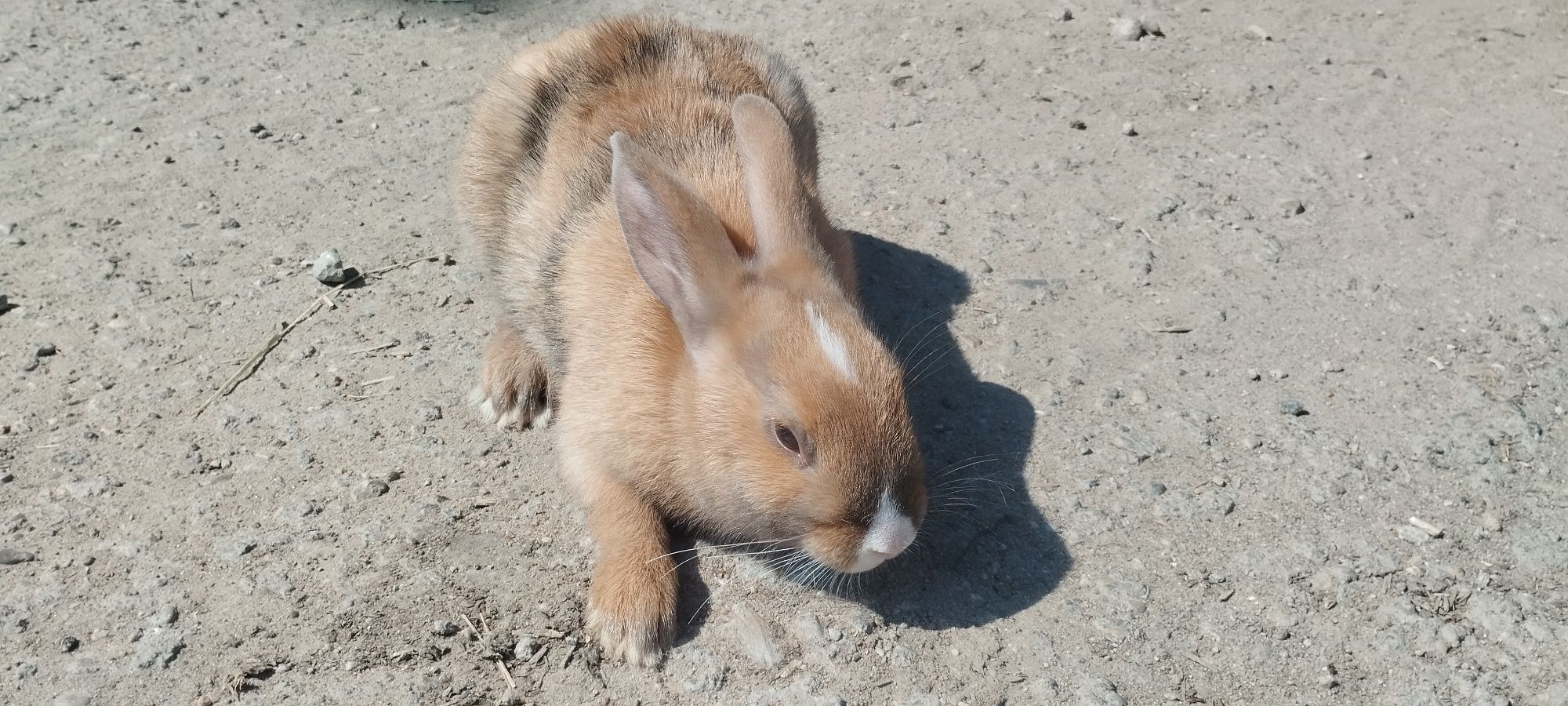 Kruliki miniaturki 4 miesięczne