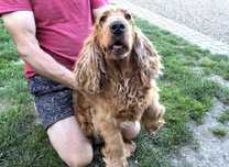 Oddam suczke cosker spaniel