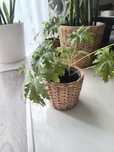 Anginka - pelargonia pachnąca