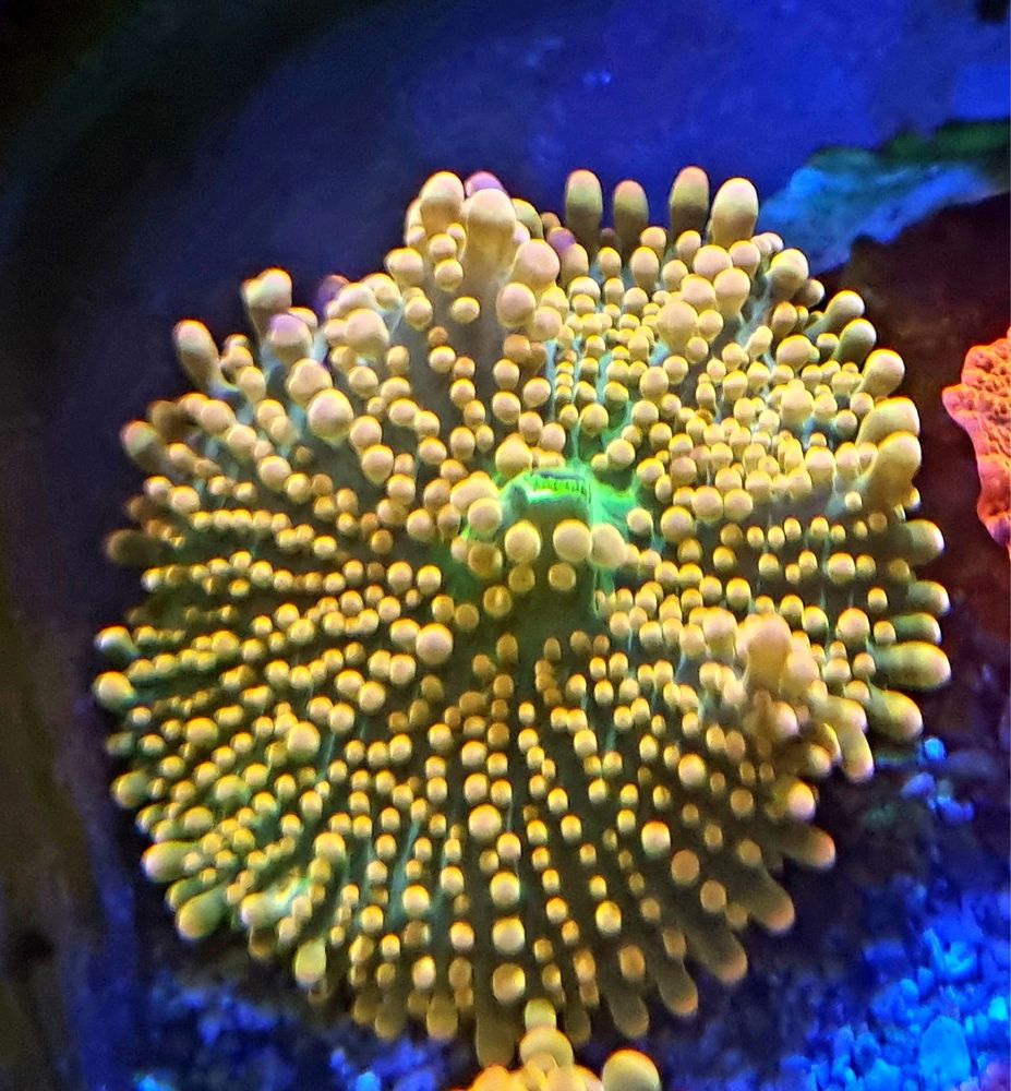 Ricordea Yuma Rzadkosc Orange, Green Koralowiec