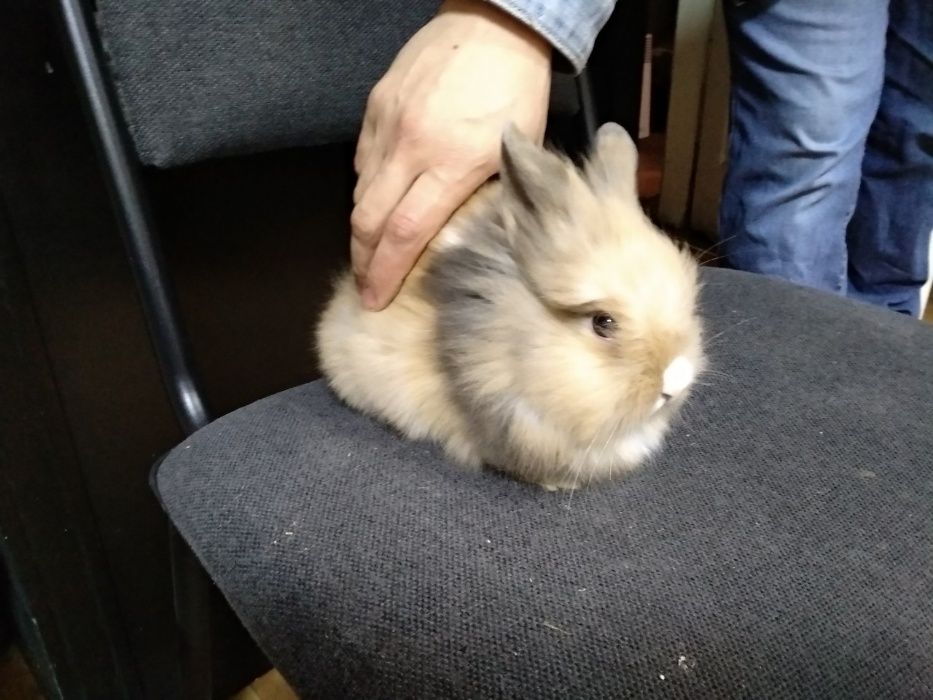 Львиноголовые кролики-настоящий маленький лев