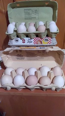Jaja jajka wiejskie