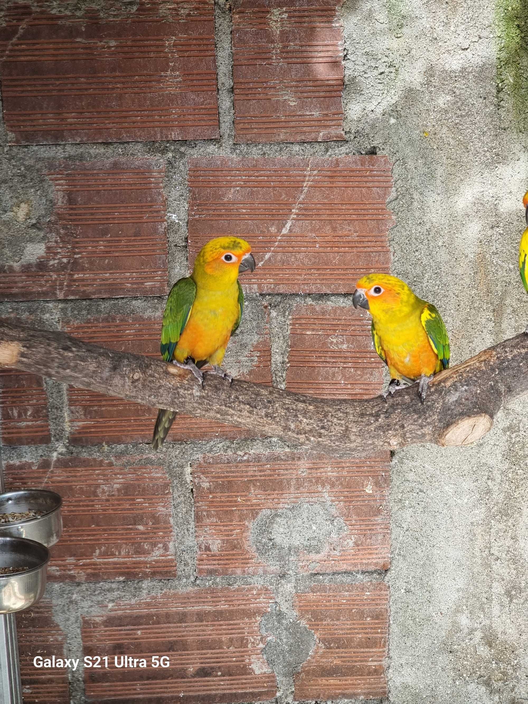 Casal aratingas sol nao consanguineos