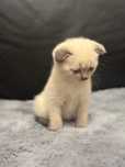 Scottish fold macho