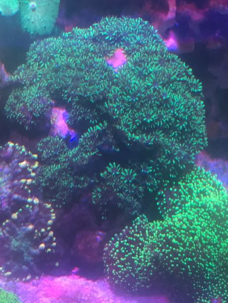Koralowiec morskie, Sympodium blue