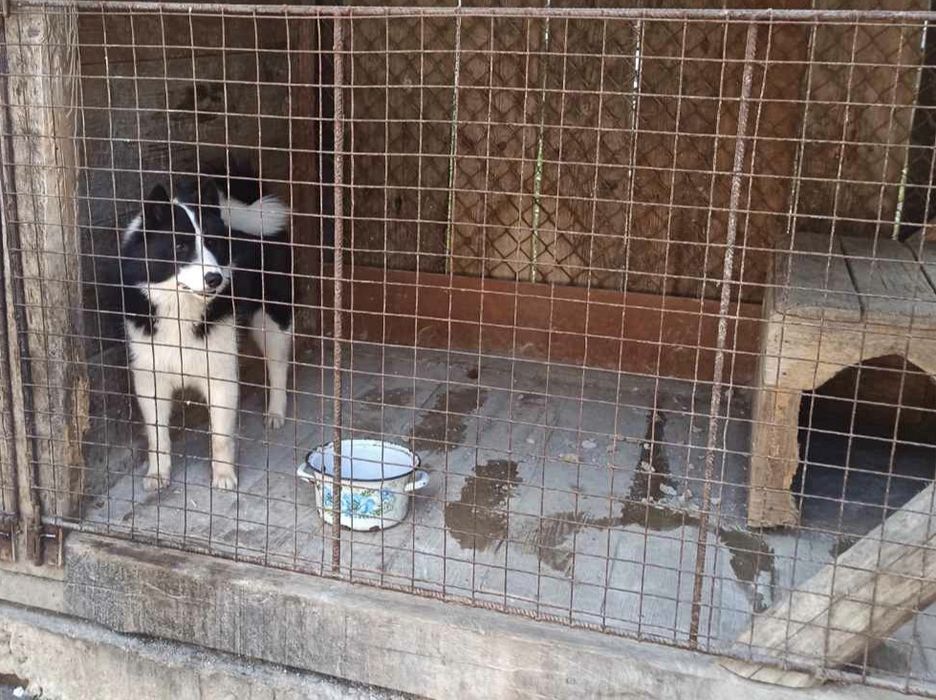 Продам молодого робочого кобеля  русько-європейської лайки