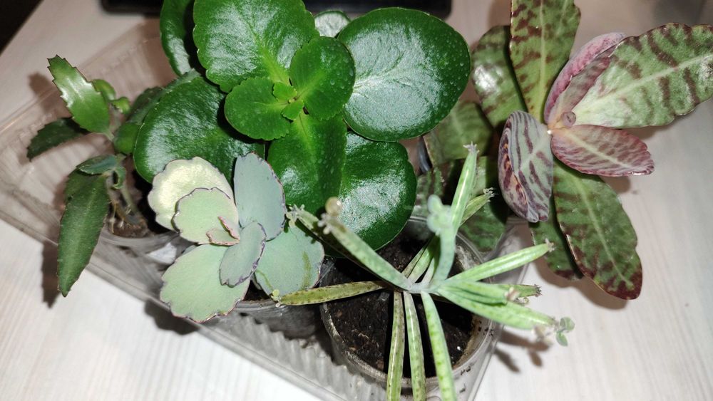 папоротник.хлорофитумы,.традесканции 4,.плющ ,каланхоэ-4сорта кислица.