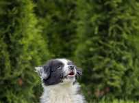 Border Collie ZKwP FCI gotowe do odbioru