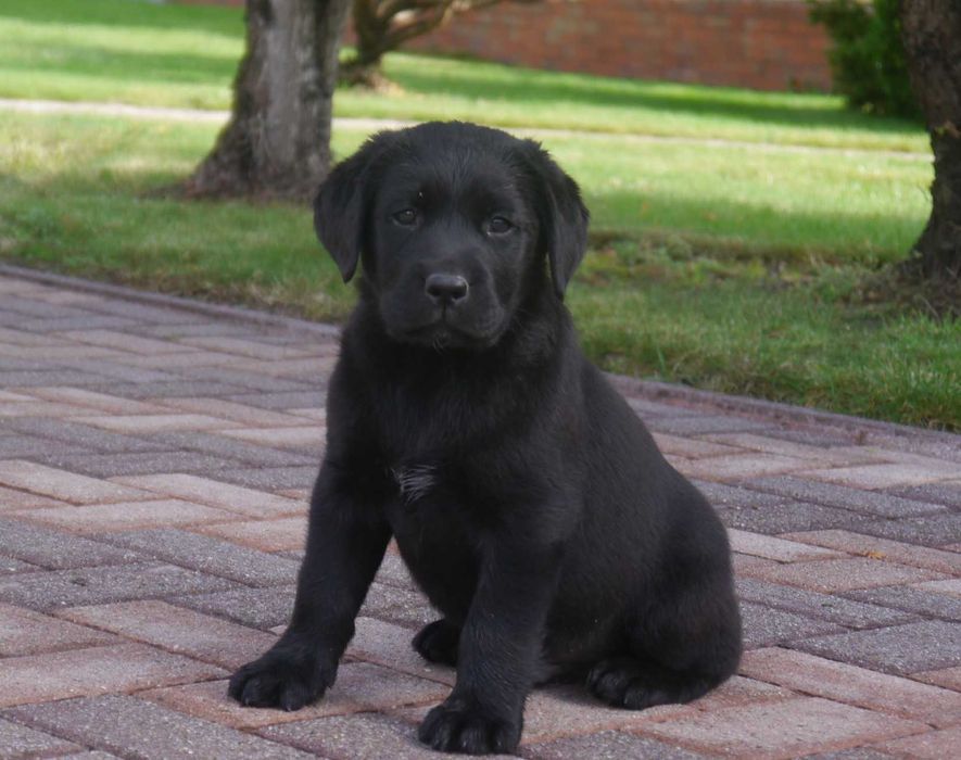 Labrador retriever - czarny chłopiec z rodowodem ZKwP / FCI