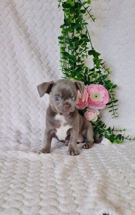 Excecional bonequinha lilac Chihuahua/Chiuaua. LinhagemRussa