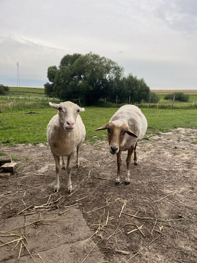 Domek na wiosce / nocleg
