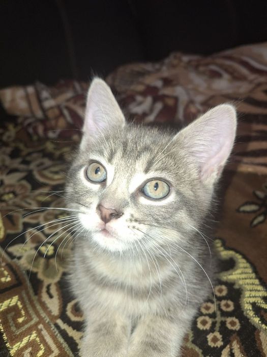 Отдам котёнка в добрые руки!