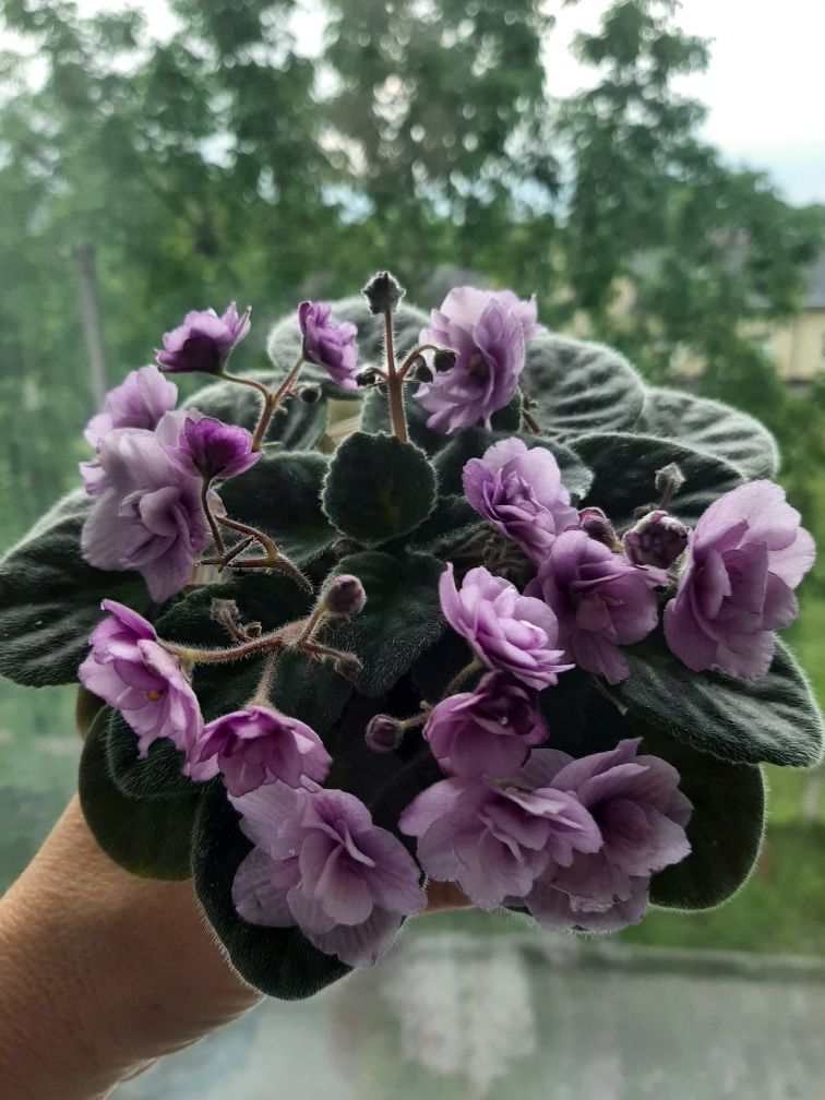 Листочки,  фіалки