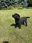 Gotowy do odbioru. Labrador retriever szczeniak