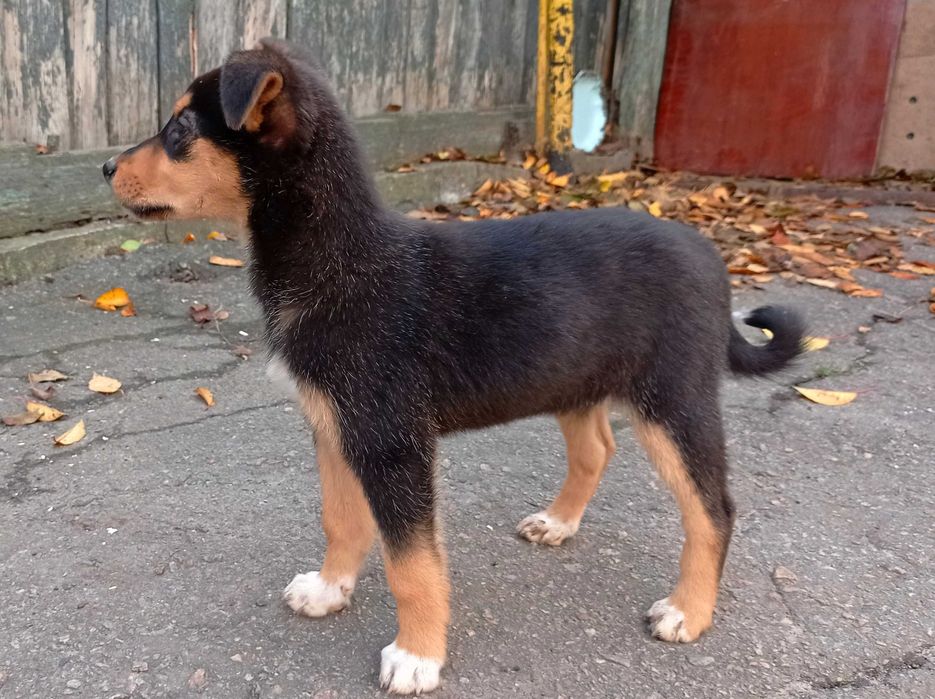 Чудесный щенок с большим сердцем