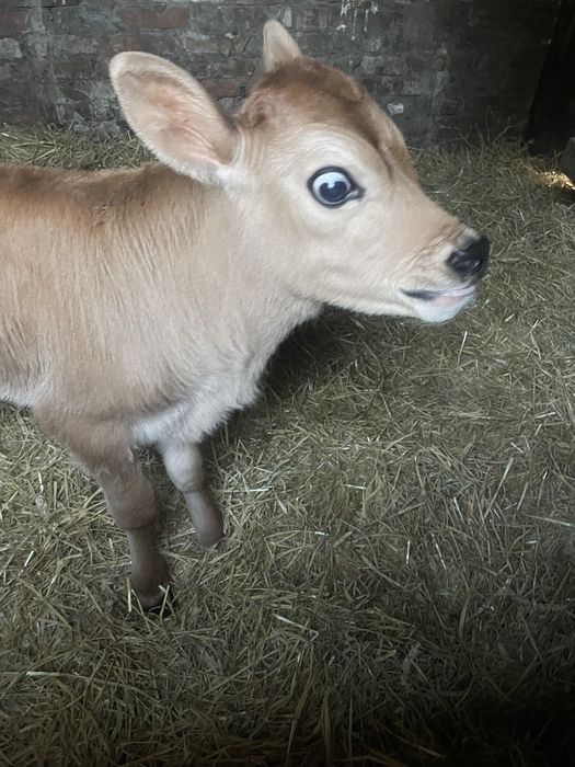 Чистокровний Джерсейчик на племʼя