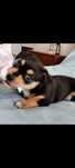Doação de bebés do pinscher