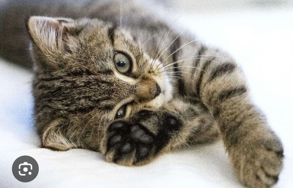 Перетримка котиків, 100 грн доба