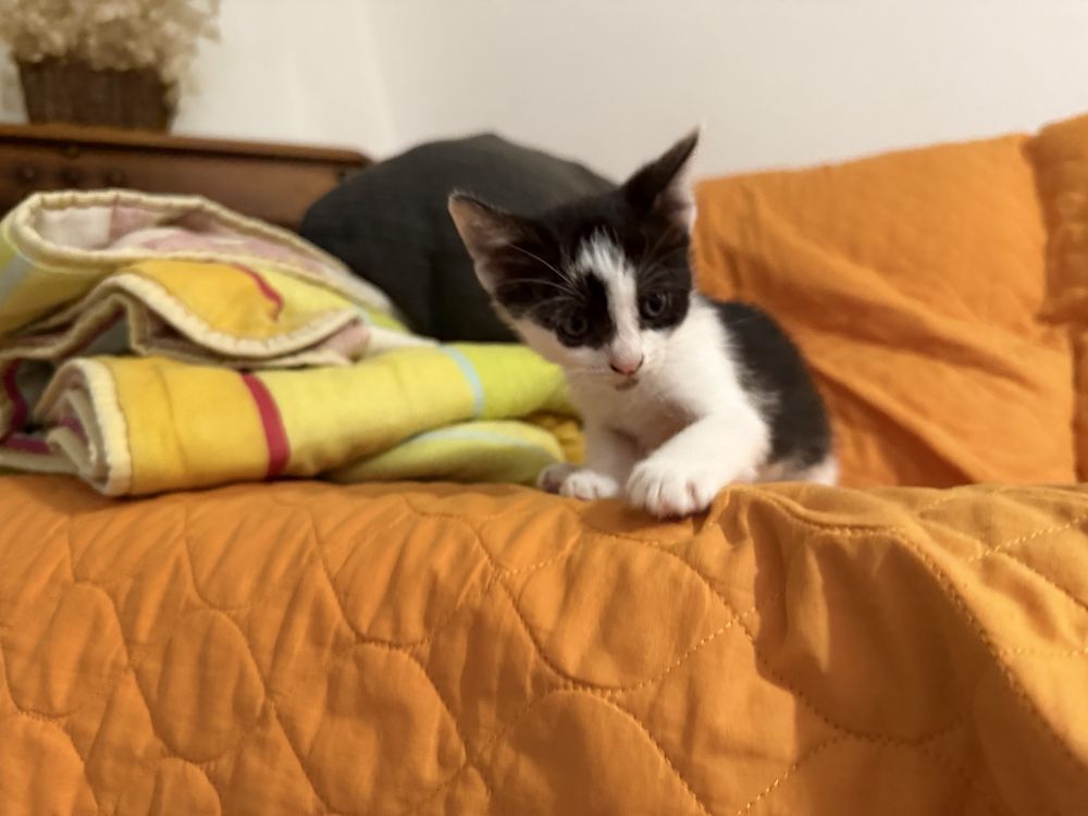 Gatinho macho para adopção