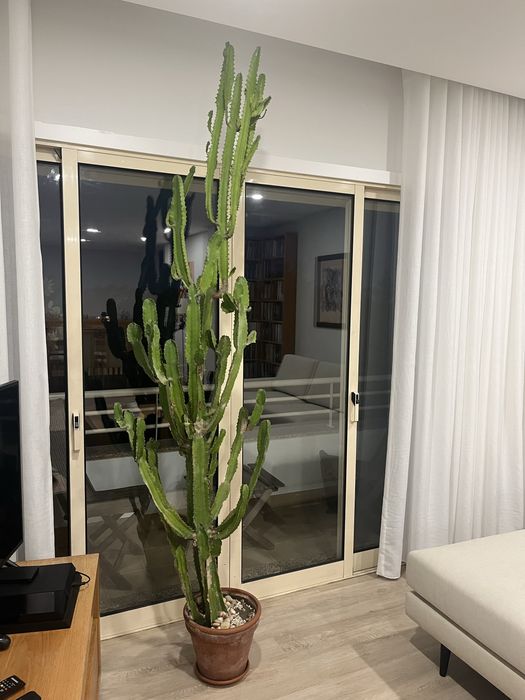 Cacto de interior 2mts altura