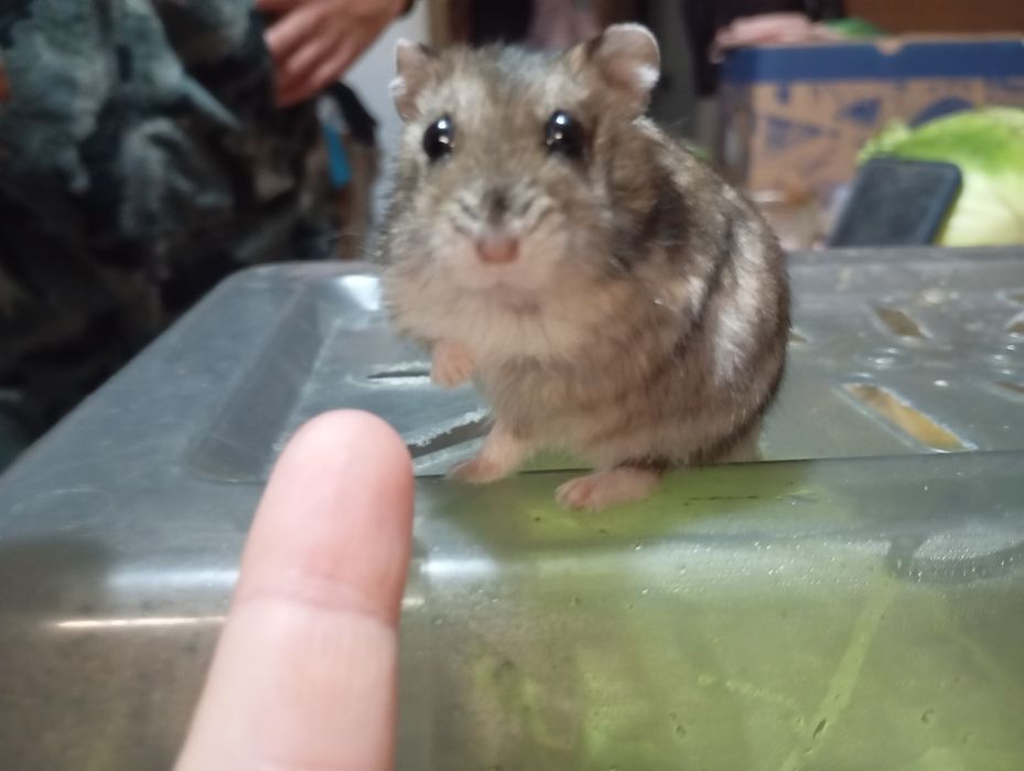 Джунгарський хом'як з кліткою