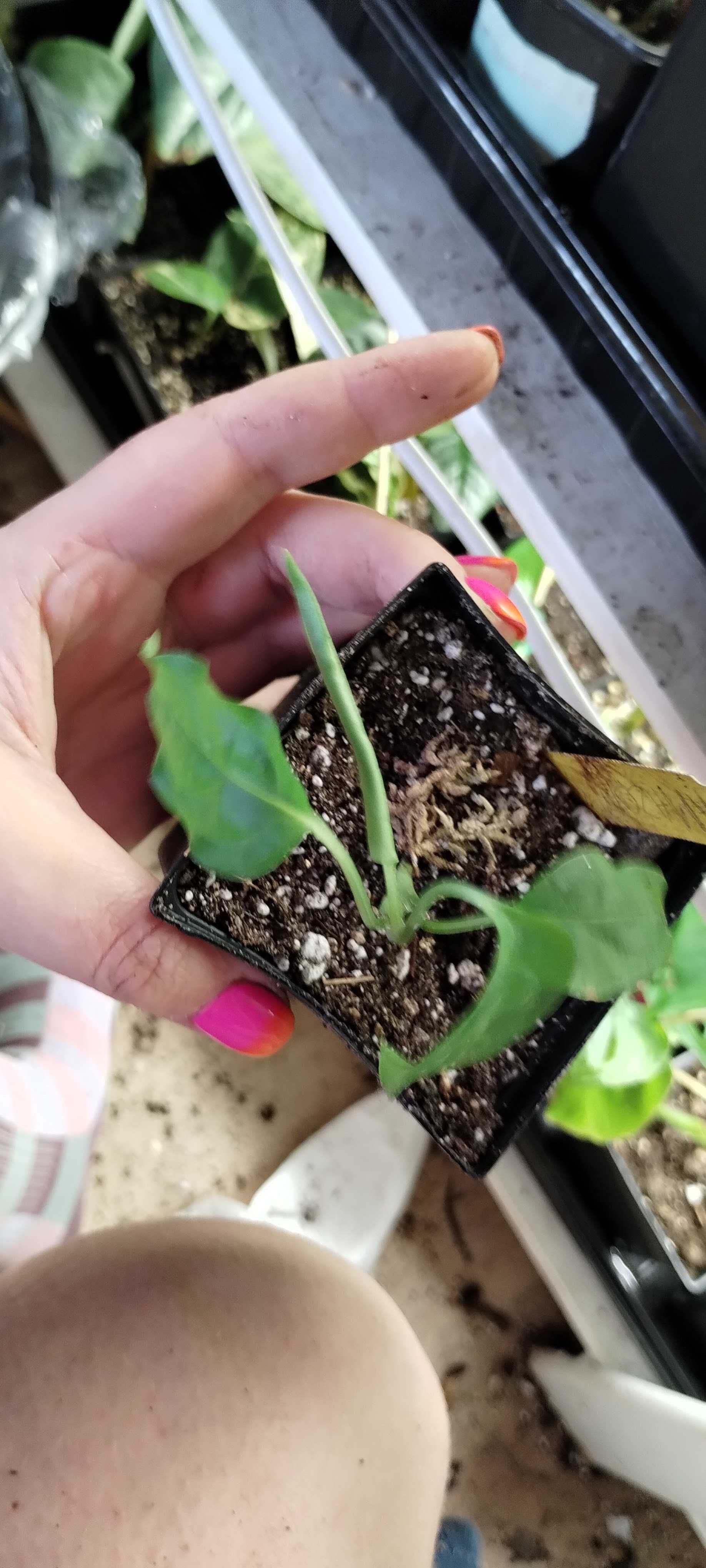 monstera oblique amazonas/amazonica