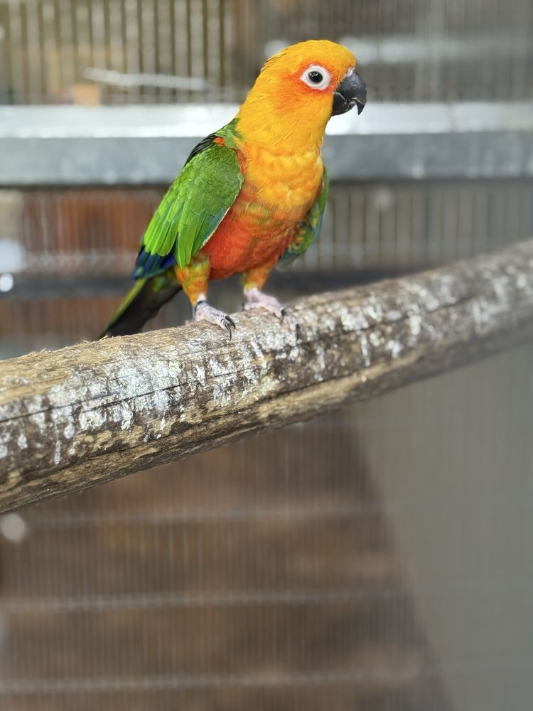 Ring neck,aratinga