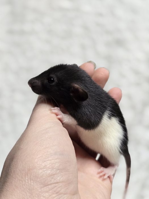 Домашние крысята дамбо, крыски, декоративные крысы
