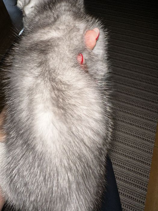 Scottish fold silver chinchila