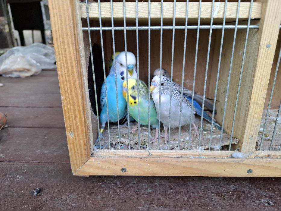 Sprzedam samce faliste