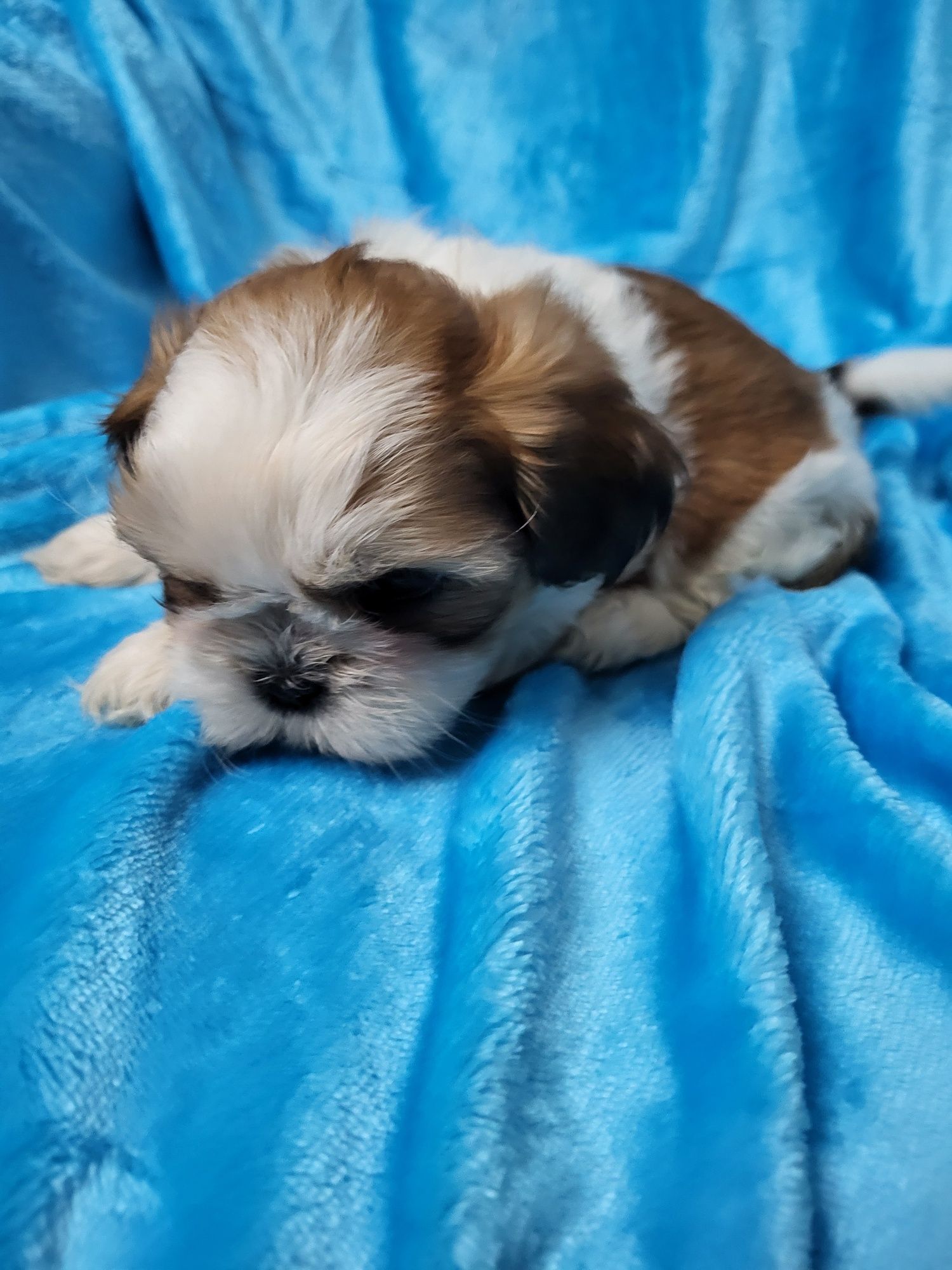 Maravilhoso Shih-tsu