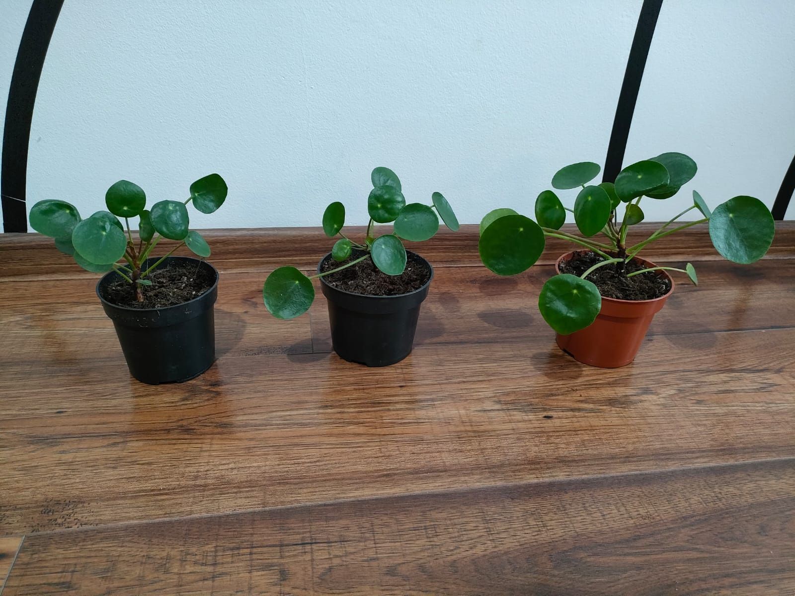 Pilea pieniążek roslina