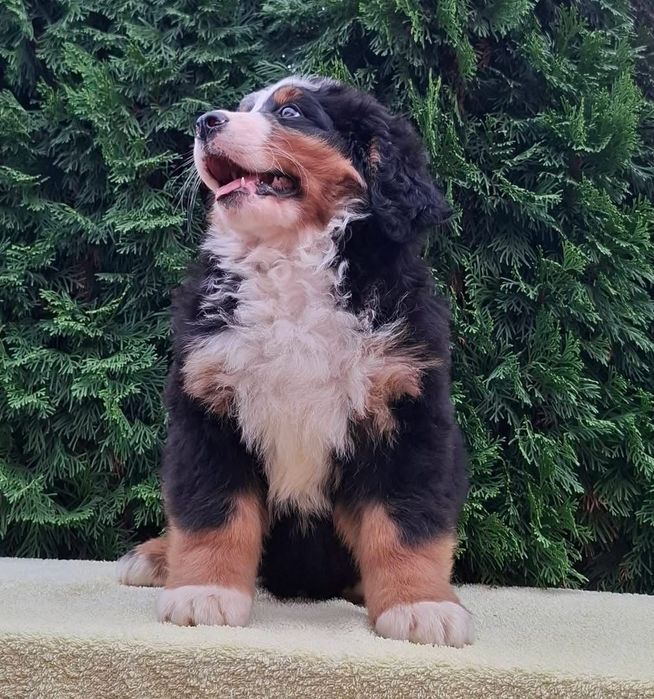 Cadelinha Boieira de Berna (Bouvier Bernois) c/ LOP