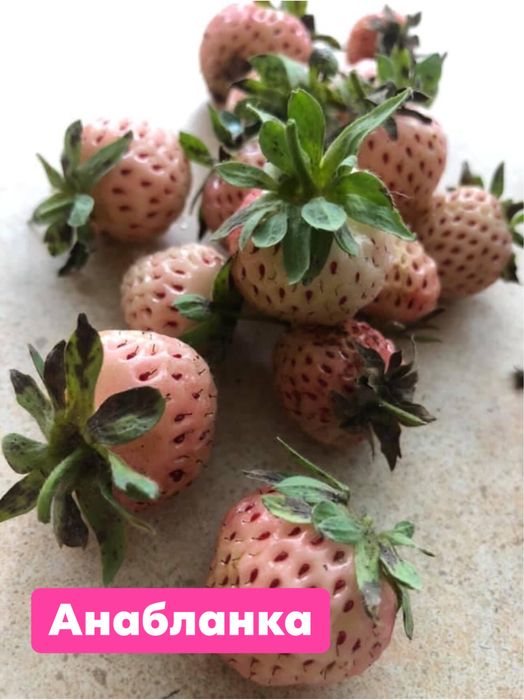 Рассада білої полуниці Анабланка