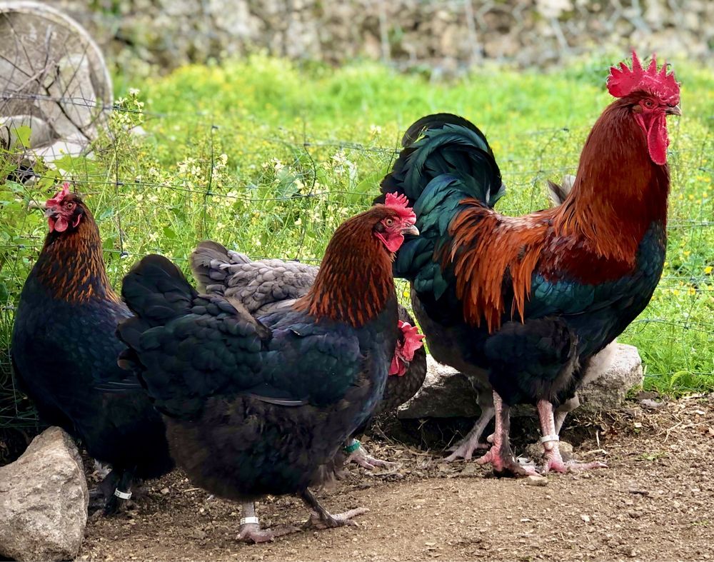 Marans Preto Cobre / Azul Cobre ( Ovos )