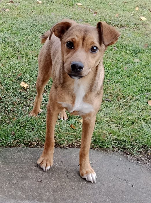 Oddam suczkę pułroczną zaszczepiona