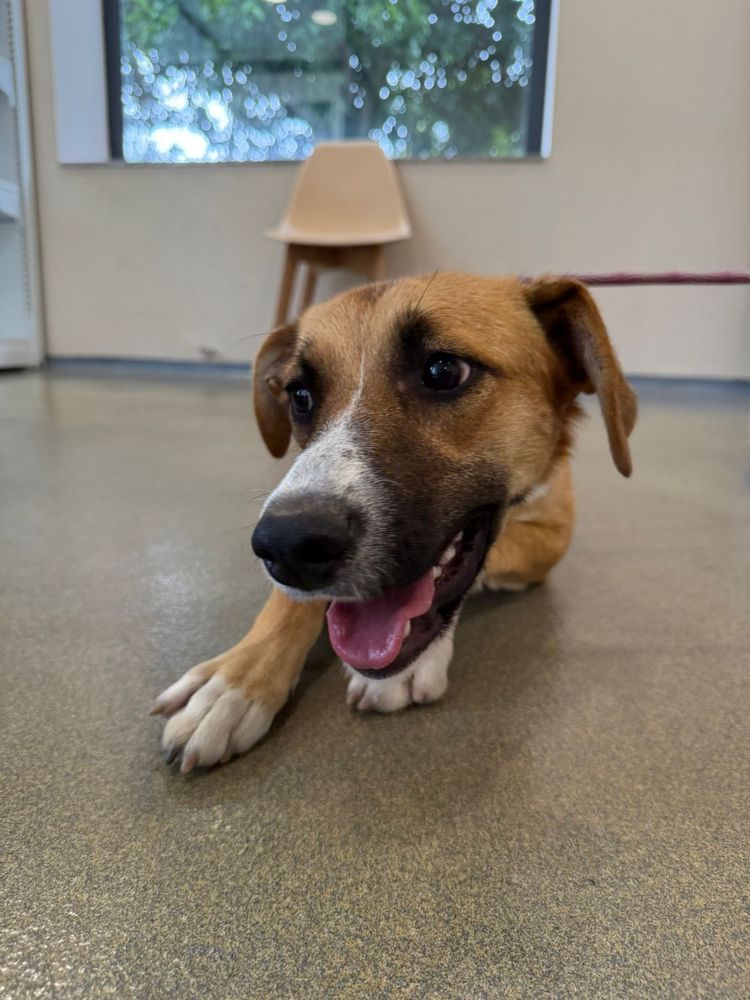 ÁTILA - cachorra para adoção responsável