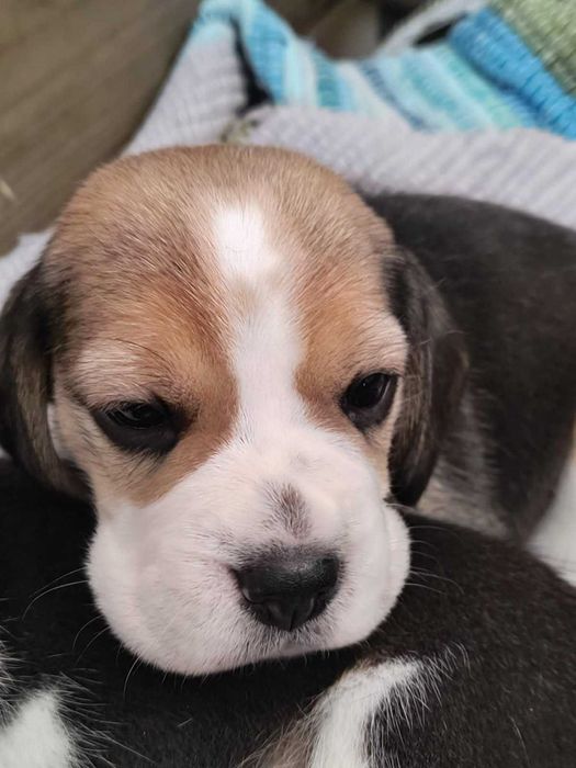 Cudowne szczenię BEAGLE ZKWP po championie