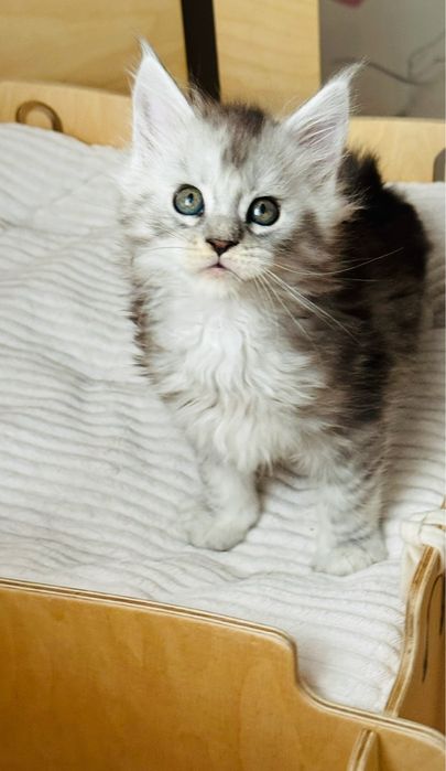 Kocur Maine Coon cudowny maluszek FPL /FIFA