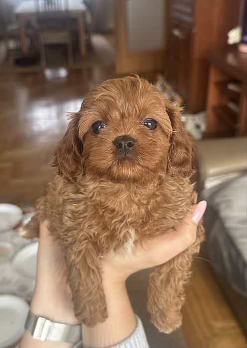 Cavapoo malutki chłopec Cavalier + Toy