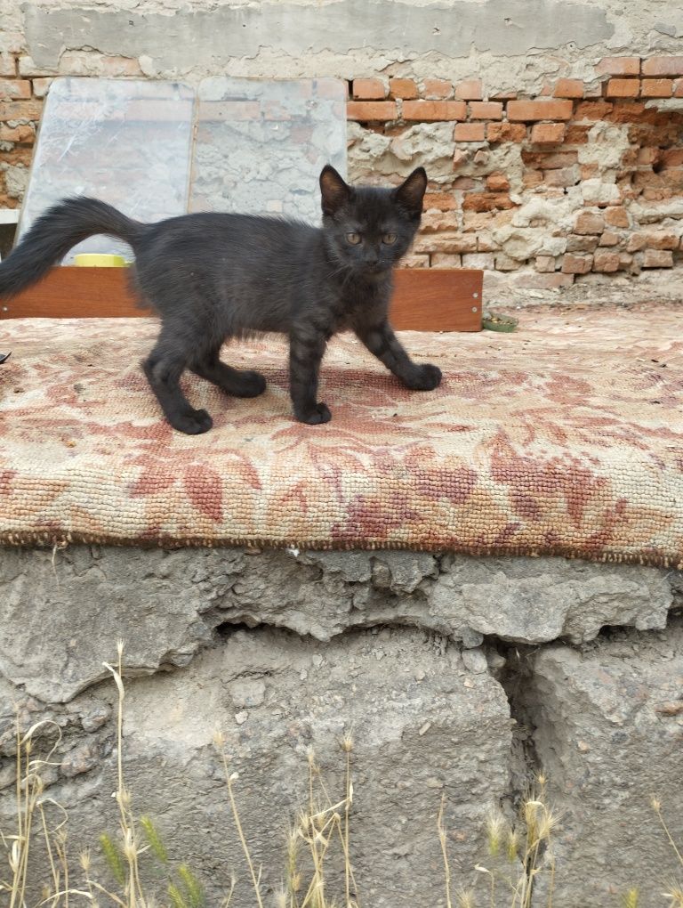 Кошеня, місяці 3 не більше