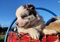 Border Collie - Piękny pies blue-merle z hodowli