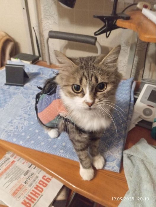 У пошуках родини кицюня