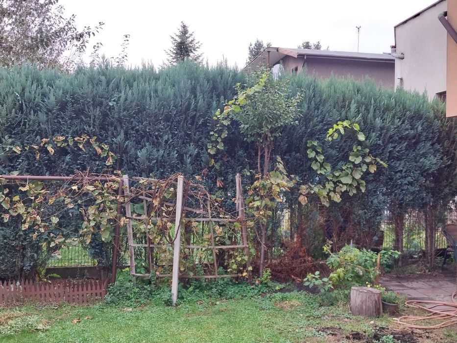 Tuje do oddania za darmo