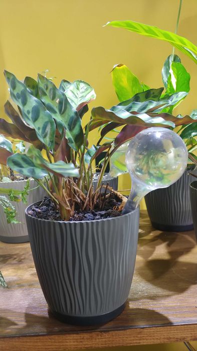 Kula nawadniająca do roślin doniczkowych