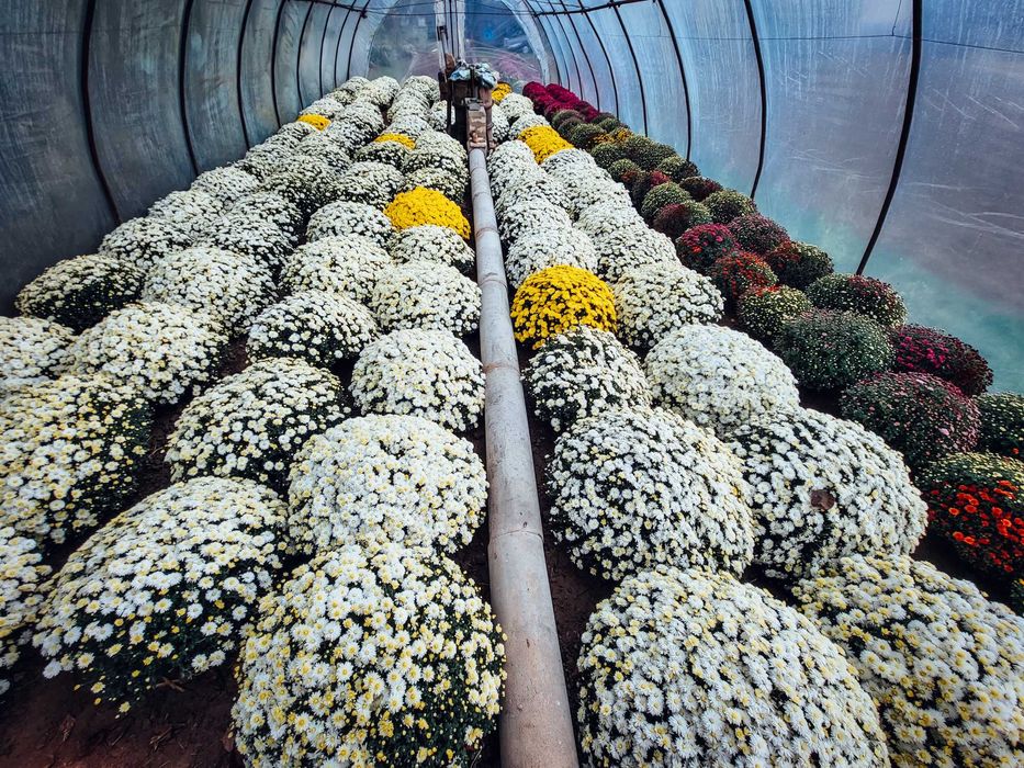 Chryzantemy drobnokwiatowe