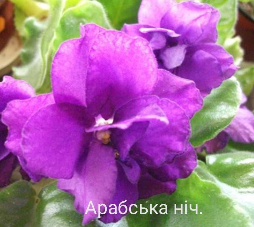 Фіалки кімнатні сортові